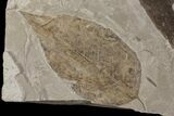 Plate of Fossil Sycamore (Platanus) & Oak (Quercus?) Leaves - Utah #174934-2